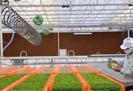  得益于LED照明，英企西红柿冬季保持正常生产